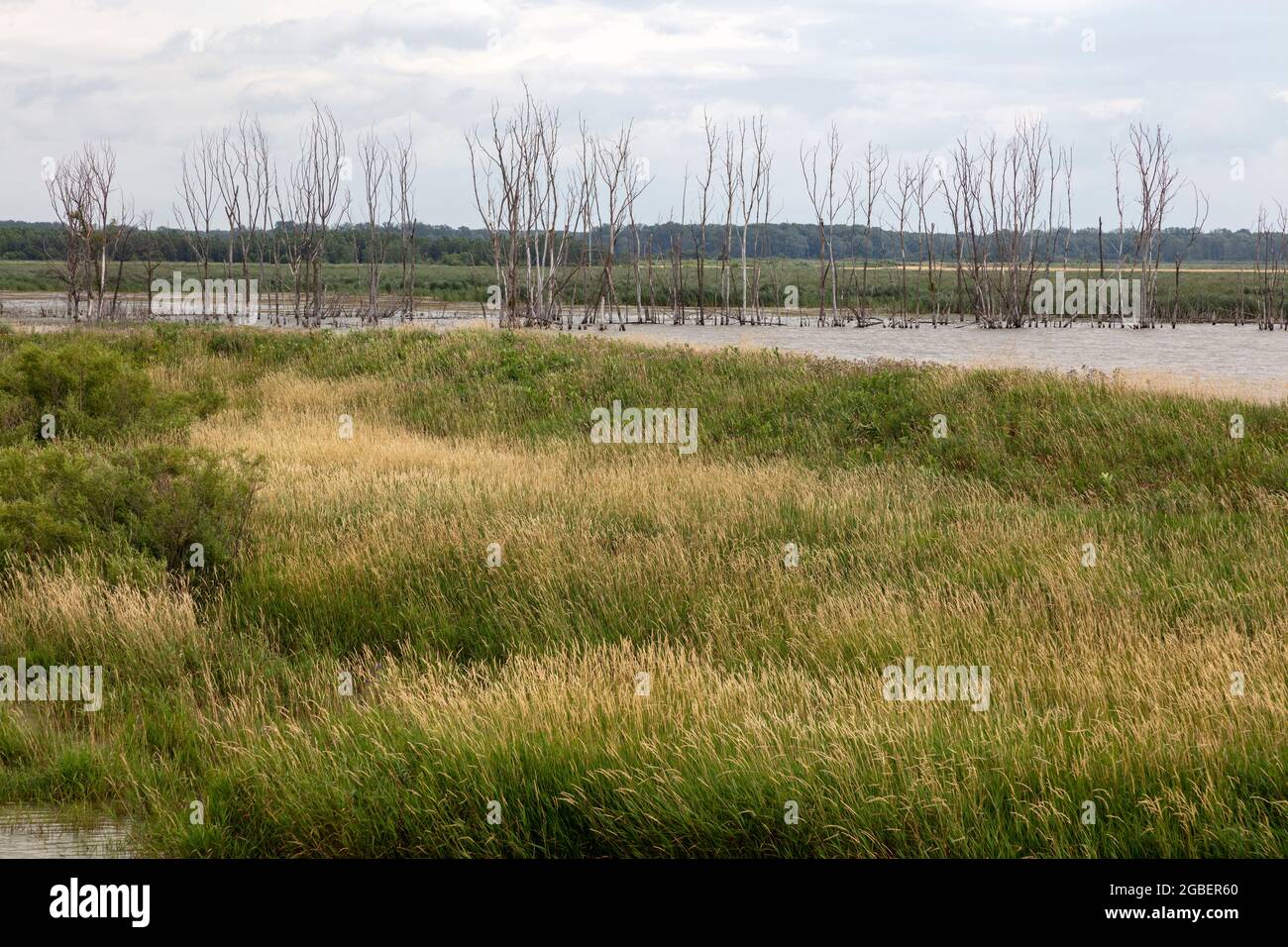 Shiawassee Flats National Wildlife Refuge, Sommer, Saginaw County, Michigan, USA, Von James D. Coppinger/Dembinsky Photo Assoc Stockfoto