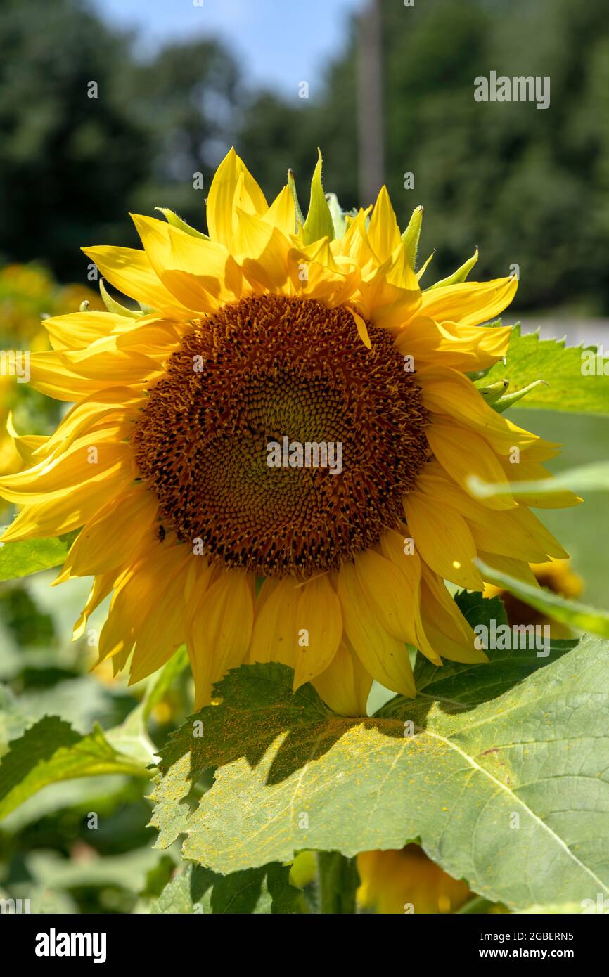 Sunflowers, USA, von James D. Coppinger/Dembinsky Photo Assoc Stockfoto