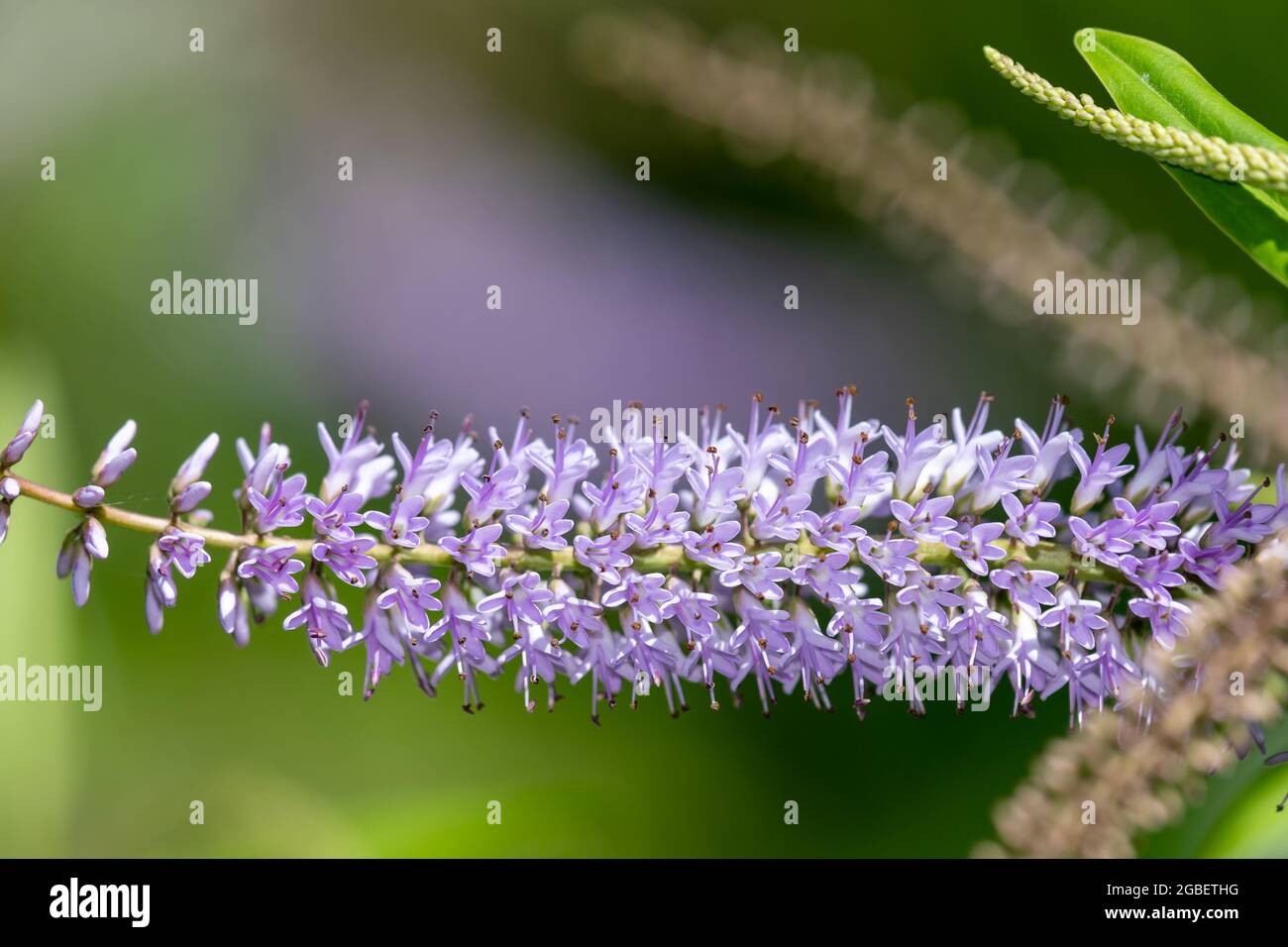 Veronica salicifolia hebe veronica salicifolia hebe Fotos und