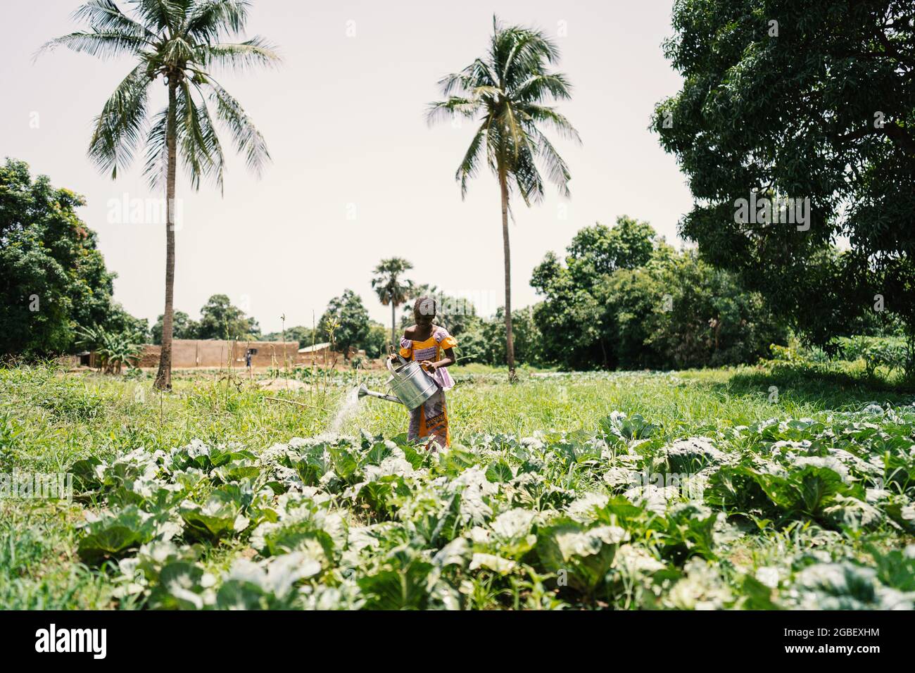 In diesem Bild gießt ein junges afrikanisches Mädchen, das unter Palmen inmitten eines kultivierten Feldes steht, Kohlpflanzen Stockfoto