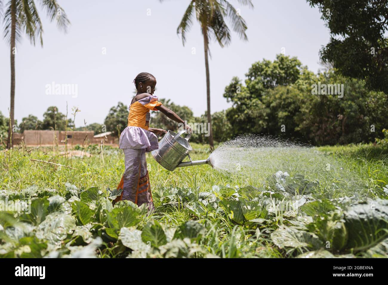 In diesem Bild bewässert ein kleines afrikanisches Mädchen einige Pflanzen mit einer großen Schwermetallkannel am Rande eines Dorfes Stockfoto