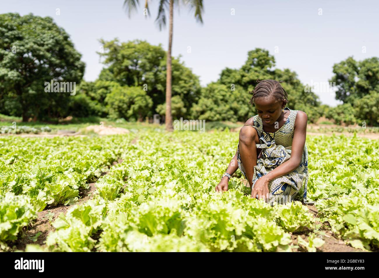 Bild eines knienden afrikanischen Mädchens, das in einem großen, fruchtbaren Salatfeld Unkraut entfernt Stockfoto