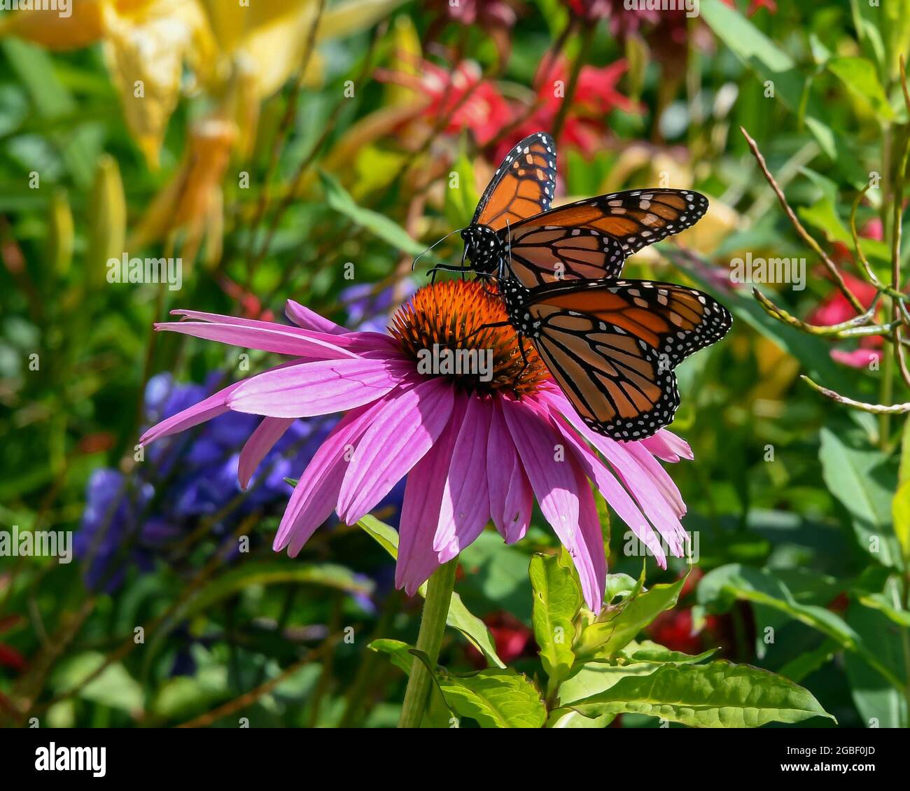 Zwei Monarchfalter, Danaus plexippus, ernähren sich von einer violetten Kegelblume, Echinacea purpurea, in einem Garten in Speculator, NY USA Stockfoto