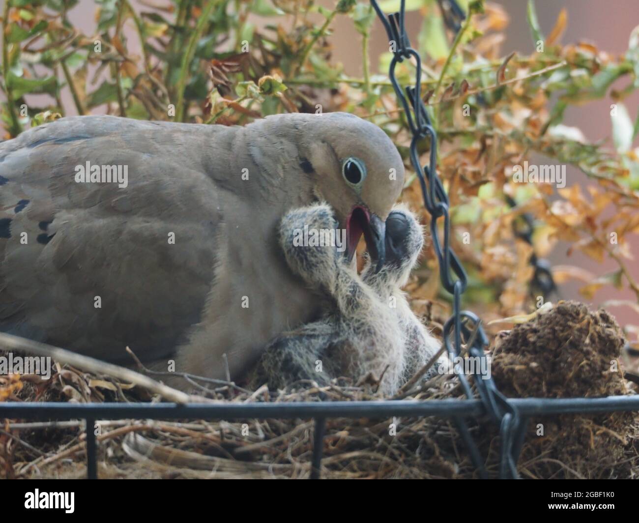 Mutter trauernde Taube und ihre zwei Babys verschachtelten während und nach der Fütterung in einem hängenden Blumenkorb Stockfoto