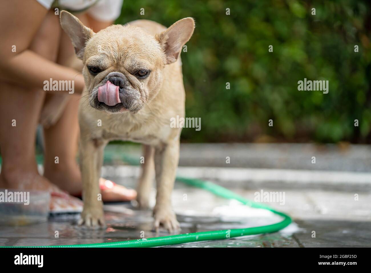 Nette Franzosische Baby Bulldogge Die Mit Einem Schlauch Im Freien Gewaschen Wird Stockfotografie Alamy