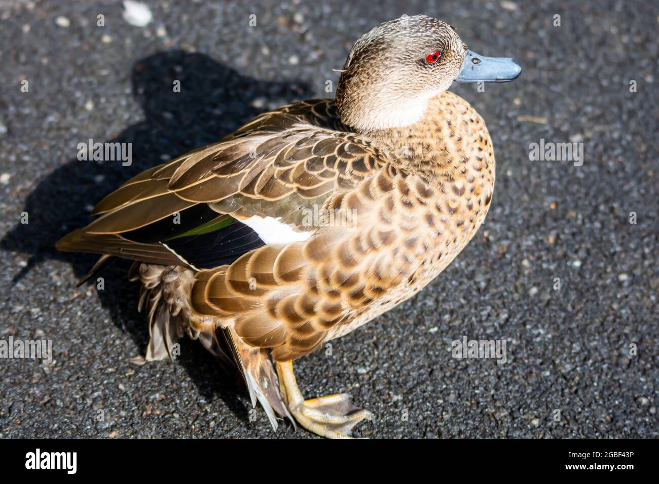 Weibliche kastanienige Ente (Anas castanea) an Land. Stockfoto