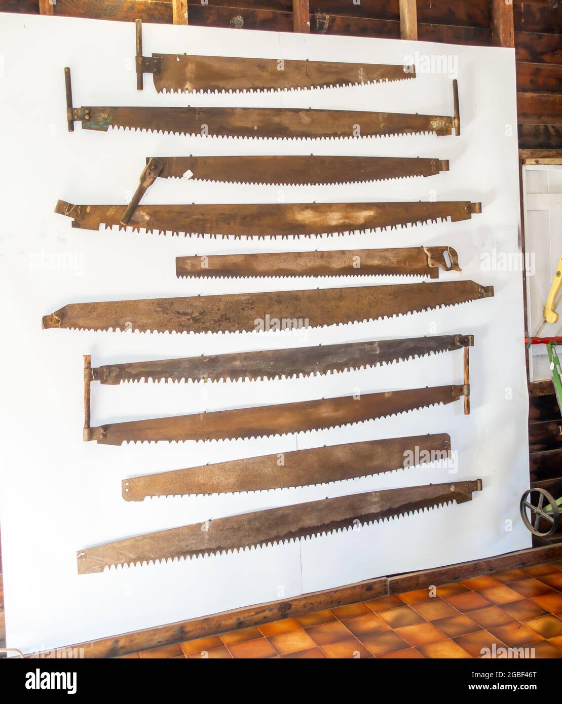 Anzeige eines alten Baumes, der zwei Querschnittssägen fällte Stockfoto