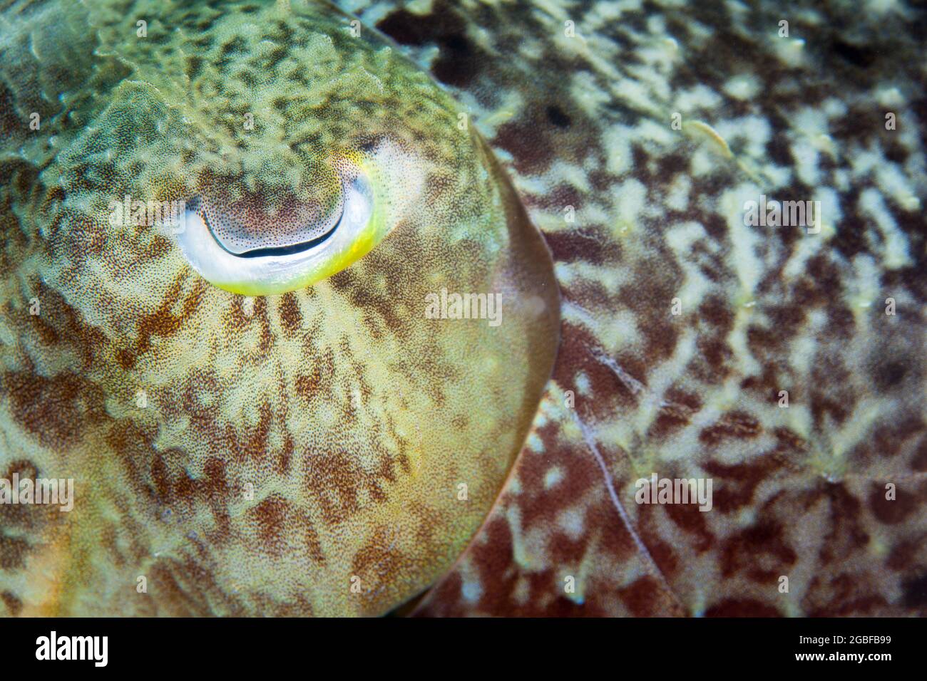 Detail des Auges und der Epidermis eines Broadclub-Tintenfischs, Sepia latimanus, in der Lembeh-Straße, Indonesien. Diese Ccepalopoden sind Meister der Tarnung. Stockfoto