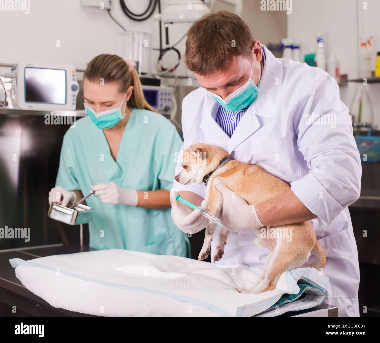 Hund auf dem OP-Tisch in einer tierärztlichen Klinik Stockfoto