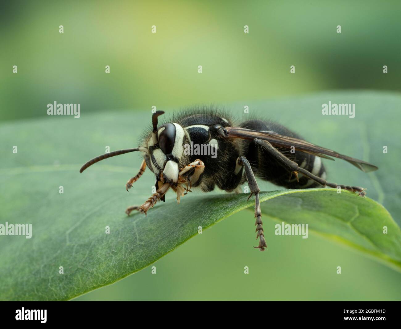 Nahaufnahme einer kahlköpfigen Hornisse (Dolichovepula maculata), die ihr Vorderbein mit ihren Unterkiemen säubern Stockfoto
