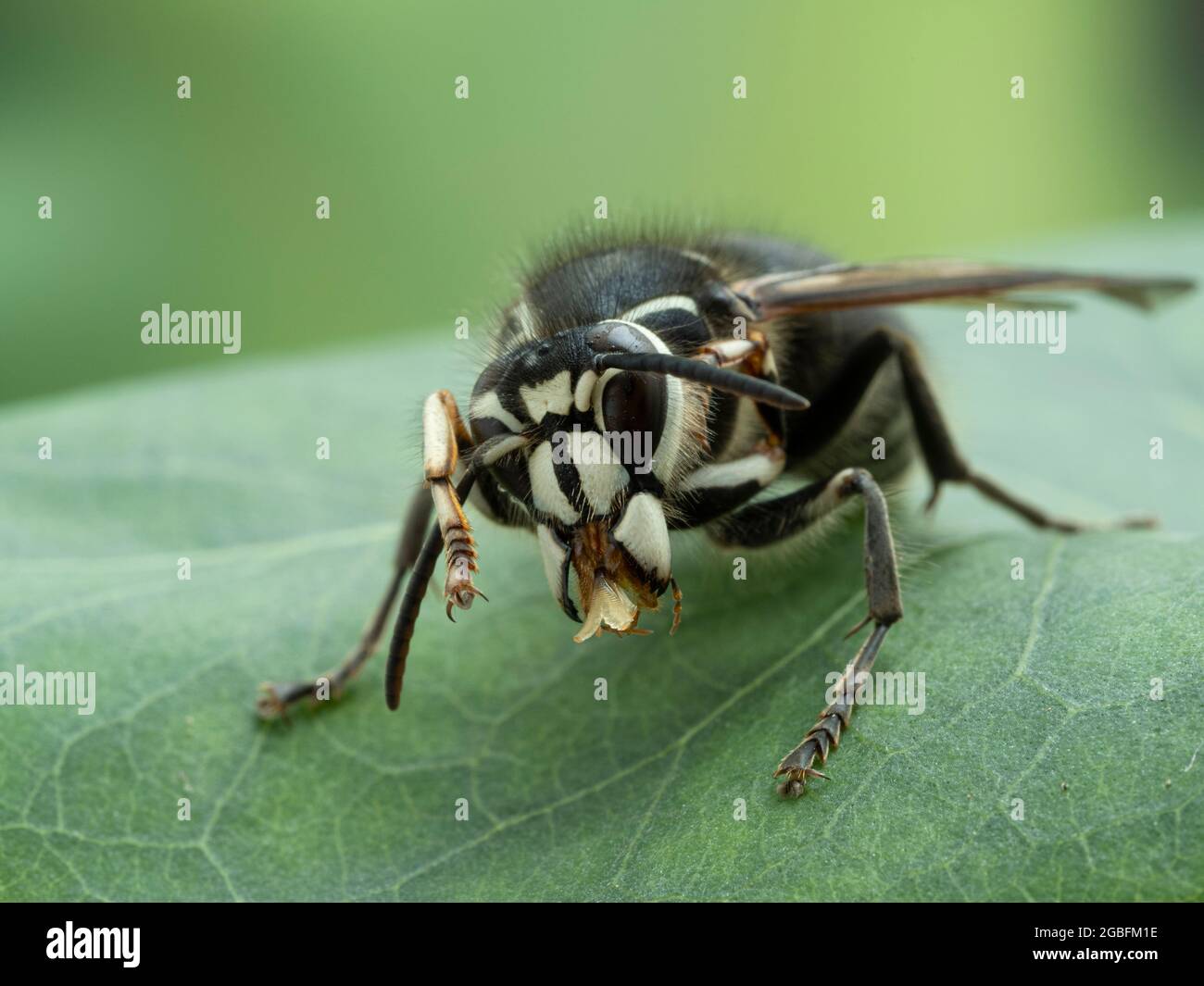 Nahaufnahme der Mundparts einer kahlen Hornisse (Dolichovespula maculata), die ihren Vorderfuß reinigt Stockfoto