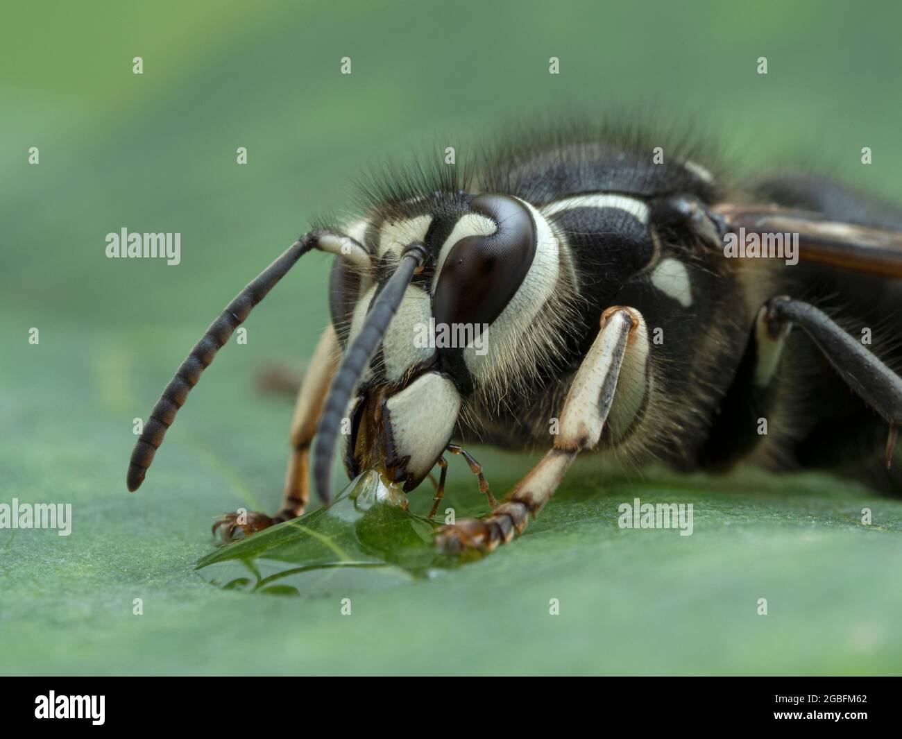 Nahaufnahme einer kahlköpfigen Hornisse (Dolichovespula maculata), die aus einem Tropfen Honig trinkt Stockfoto
