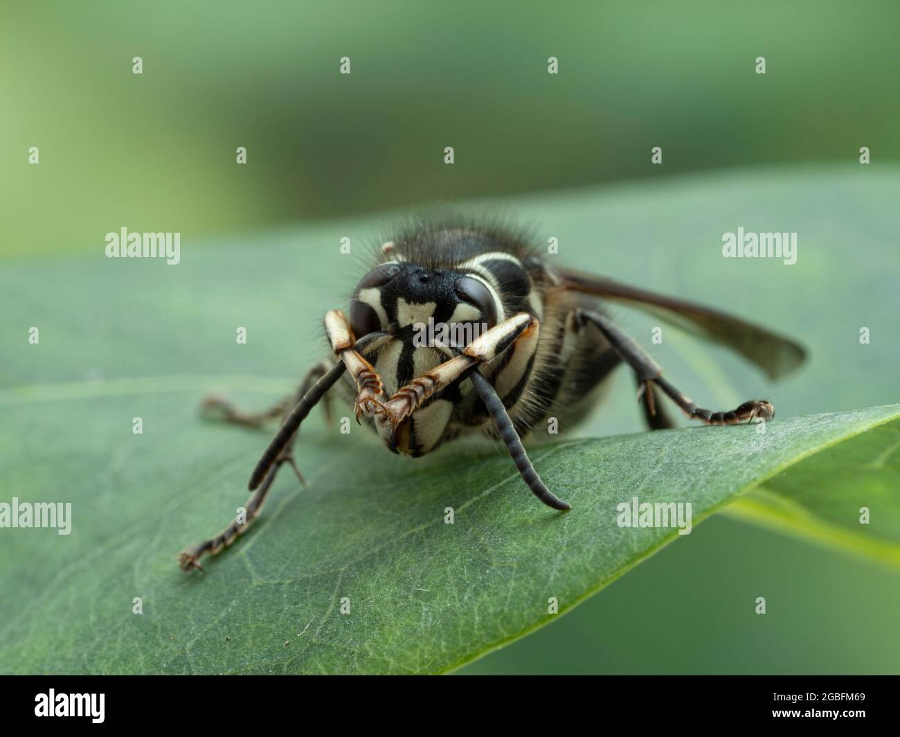 Nahaufnahme einer kahlköpfigen Hornisse (Dolichovespula maculata), die ihre Antennen reinigen Stockfoto