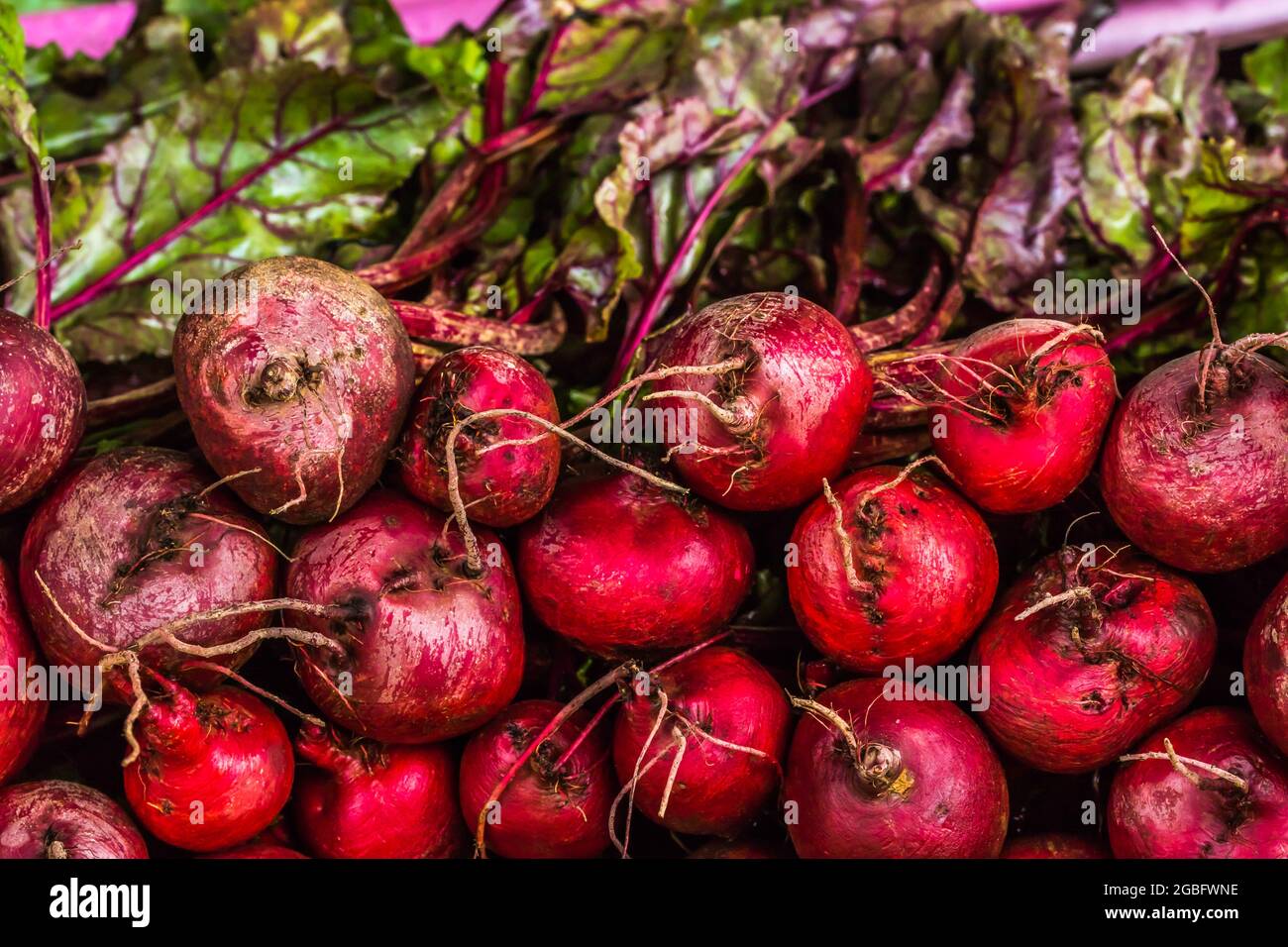 Rote Bete in Nuwara Eliya, Sri Lanka Stockfoto