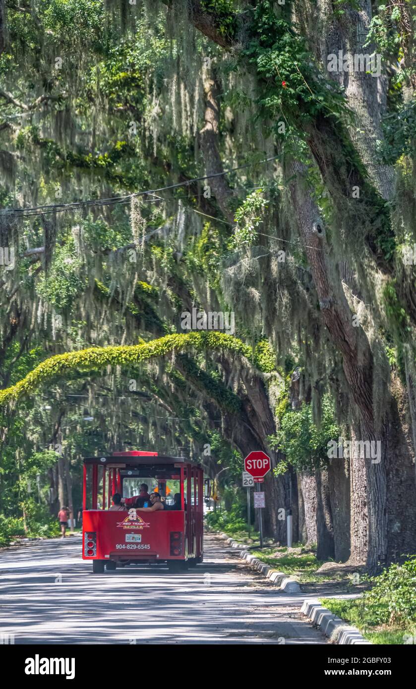 St. Augustine Tour Zug unter dem Baumkronen von jahrhundertealten Eichen mit spanischem Moos entlang der Magnolia Street in St. Augustine, Florida. (USA) Stockfoto