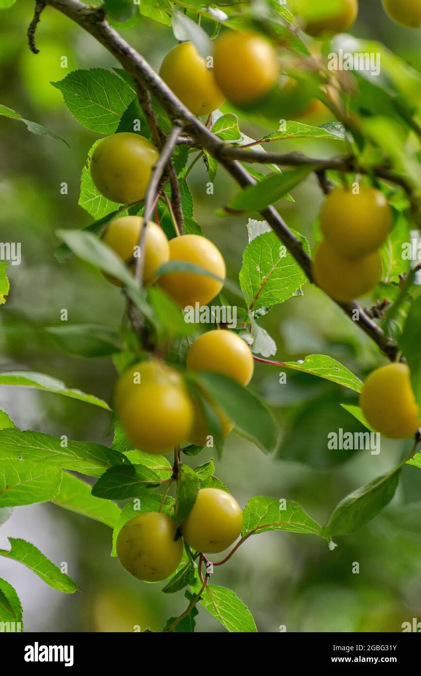 Gelbe reife Kirschpflaume an den Zweigen. Stockfoto