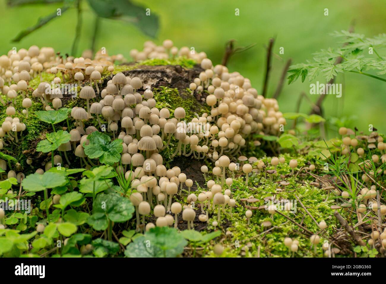 Der verstreute Mistkäfer, ein Pilz der Familie Psatirella, gehörte früher zur Familie der Mistkäfer. Ungenießbar aufgrund der geringen Größe der Kappen enthalten Stockfoto
