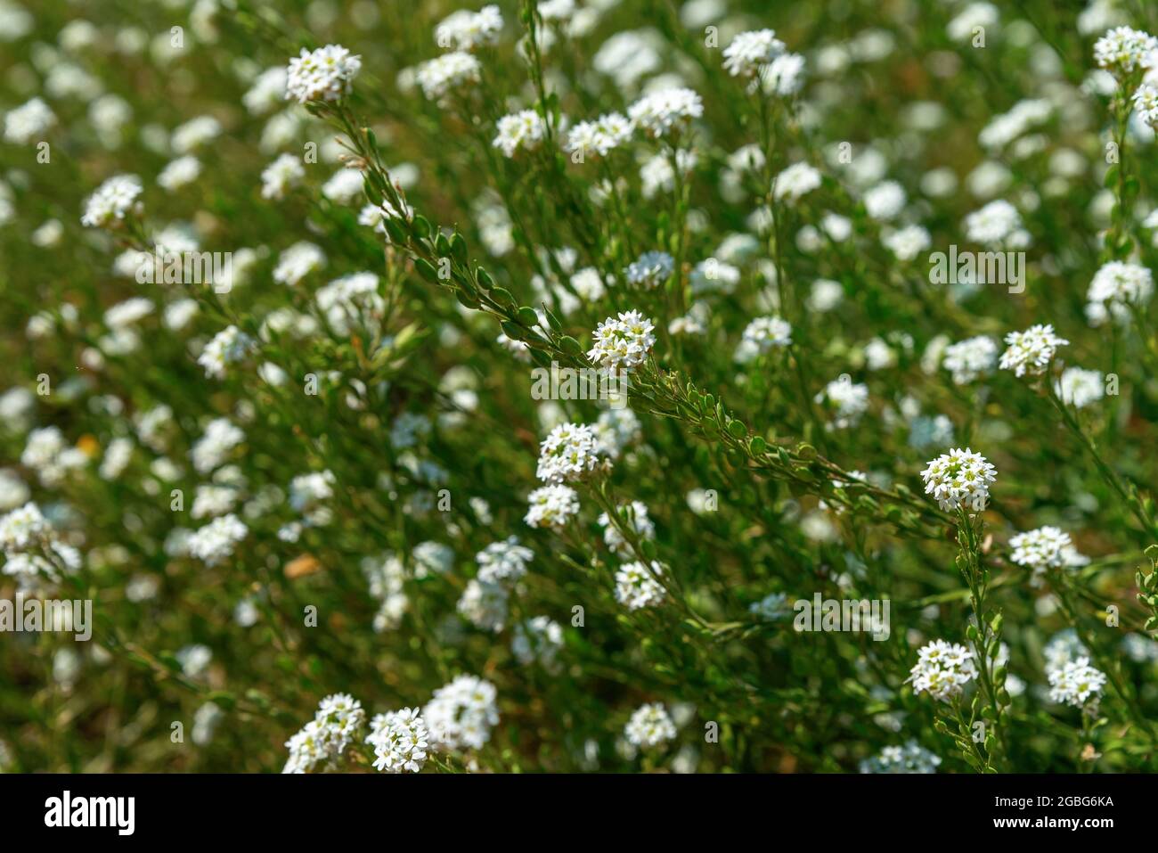 Berteroa incana, hoary alyssum. Blühende weiße Blüten berteroa incana auf  der Wiese. Blühende Pflanzen in freier Wildbahn. Schöner Sommer oder  Herbst-Backgro Stockfotografie - Alamy