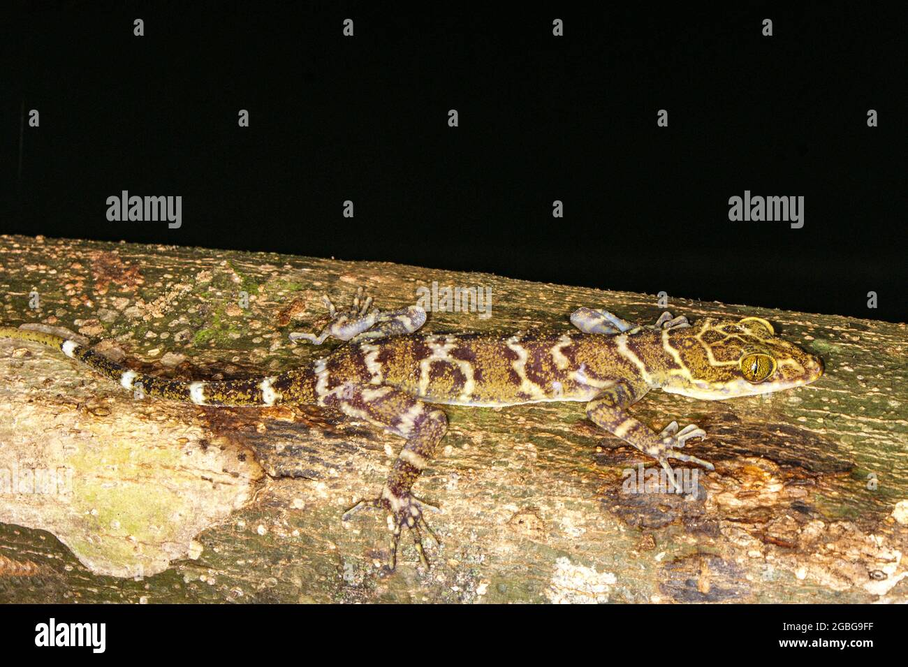 Getarnter Borneo-Gecko mit Bogenfingern, Cyrtodactylus malayanus, Borneo, Malaysia Stockfoto