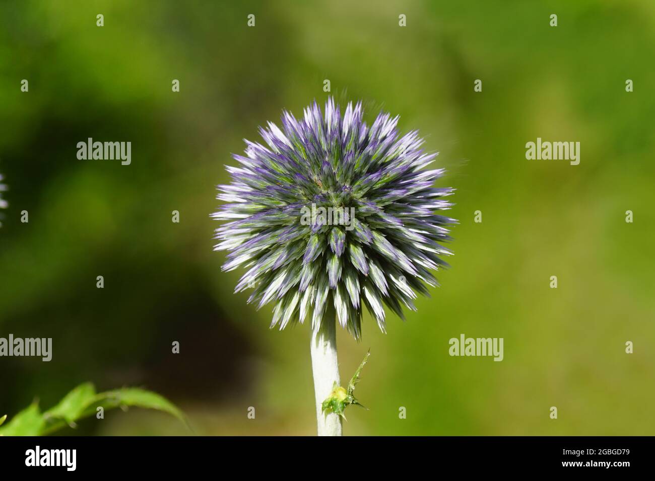 Nahaufnahme der bauchigen Blume in der Knospe der stahlblauen Globe Thistle, Echinops. Ein verblasster holländischer Garten. Sommer, August. Familie Asteraceae, Compositae. Stockfoto