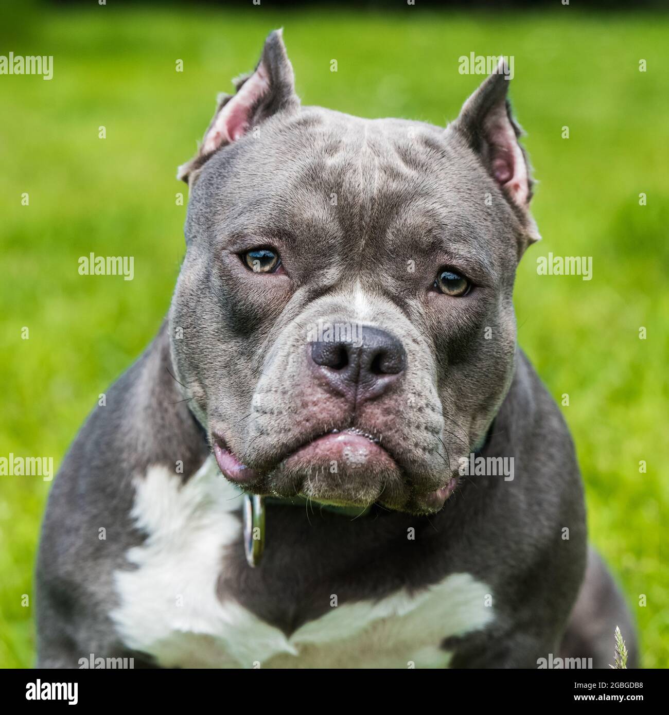 Blaues Haar American Bully Hund weiblich Nahaufnahme Porträt draußen auf grünem Gras. Mittelgroßer Hund mit einem kompakten, sperrigen Muskelkörper, blockigem Kopf und Himmel Stockfoto
