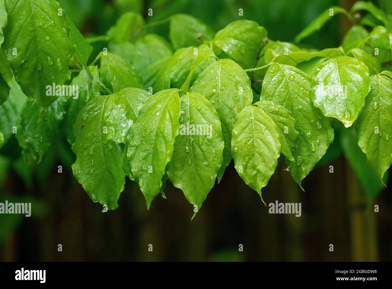 botanik, Blätter der blühenden Dogwoods, Cornus florida, ZUR GRUSSKARTE/POSTKARTENVERWENDUNG IN KEIMREDE.C ES KÖNNEN BESTIMMTE EINSCHRÄNKUNGEN GELTEN Stockfoto