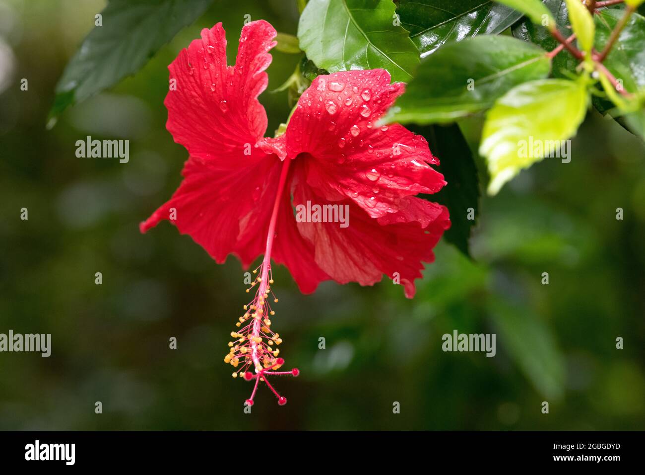 botanik, rote Hibiskusblüte im Regen, Hibiscus rosa sinensis, ZUR GRUSSKARTEN-/POSTKARTENVERWENDUNG BEI KEIM.SPEAK.C ES KÖNNEN BESTIMMTE EINSCHRÄNKUNGEN GELTEN Stockfoto