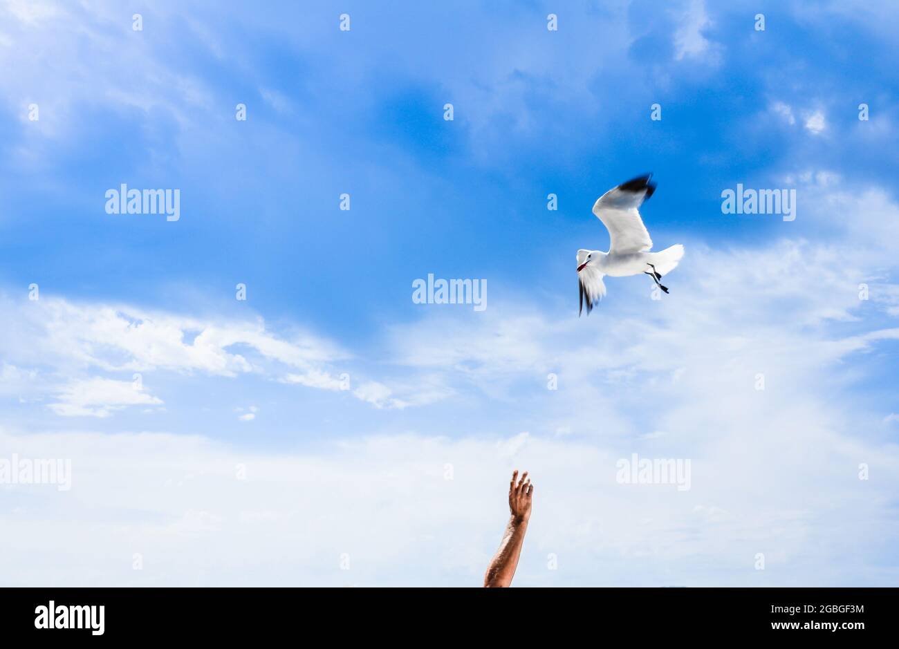 Weiße Möwe, die in einem strahlend blauen Himmel auf der Suche nach Nahrung über Person mit ausgestrecktem Arm fliegt. Speicherplatz kopieren Stockfoto
