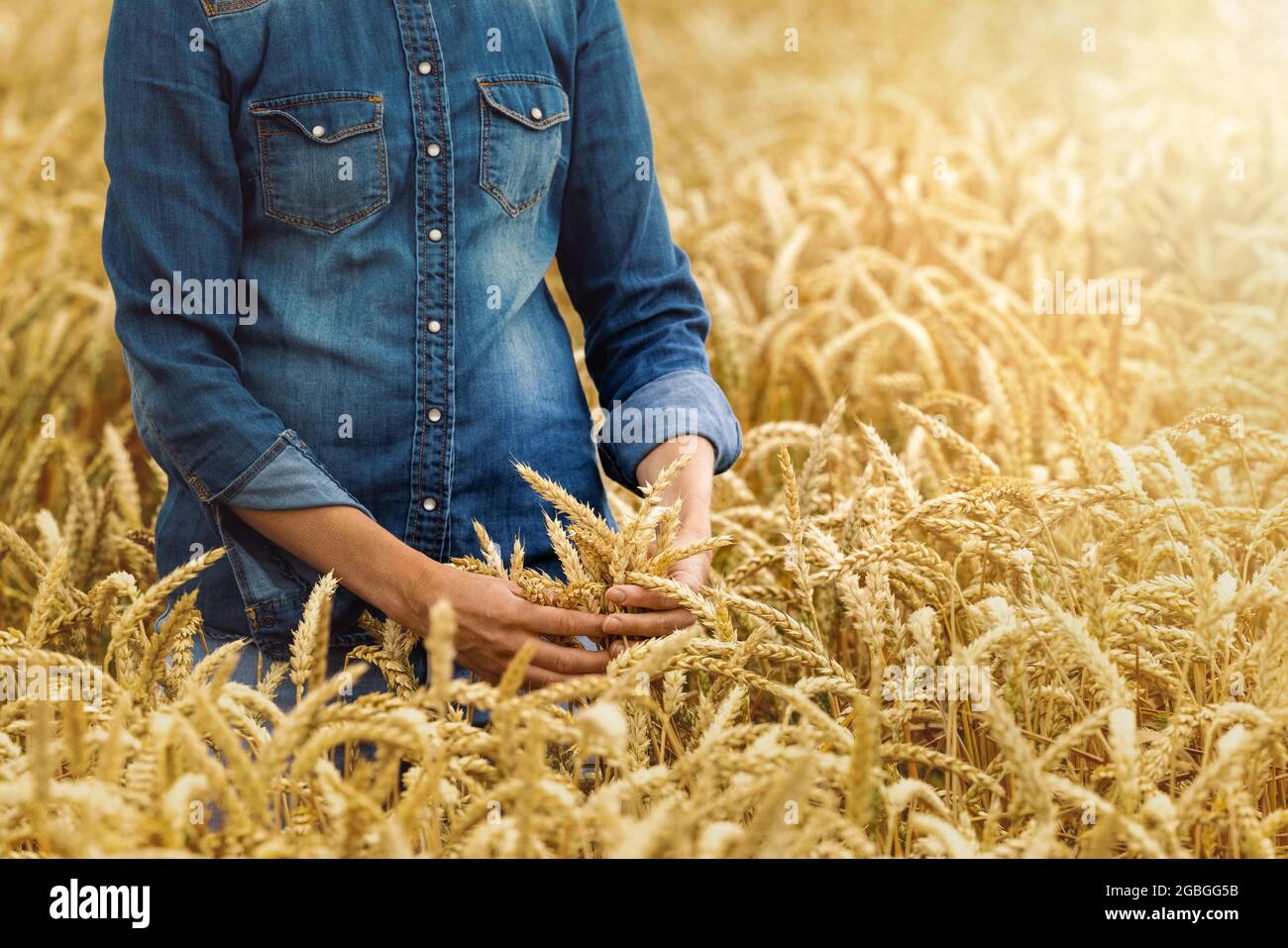 Getreideanbau - Frau Landwirtin in goldenen Weizen Ernte Feld. Überprüft die Ernte Stockfoto