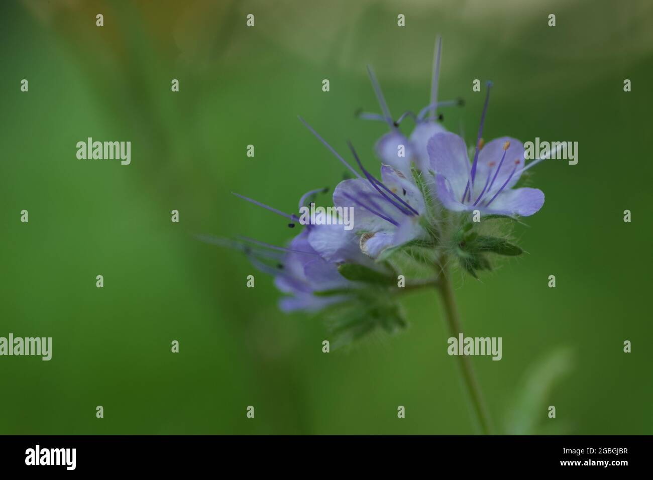 Nahaufnahme einer lila blühenden Phacelia tanacetifolia ( getuftete Blume ) Stockfoto