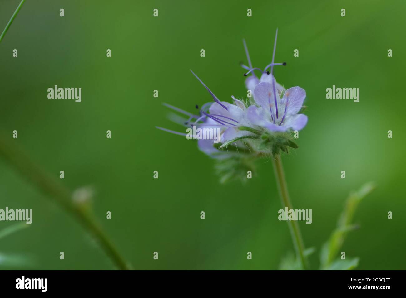 Nahaufnahme einer lila blühenden Phacelia tanacetifolia ( getuftete Blume ) Stockfoto
