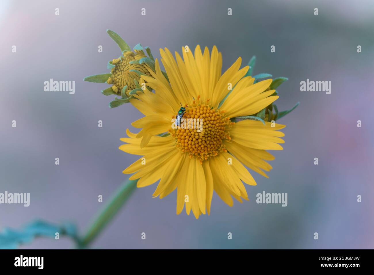 Nahaufnahme der Sonnenblume, die eine Biene auf der Blume sitzt. Stockfoto