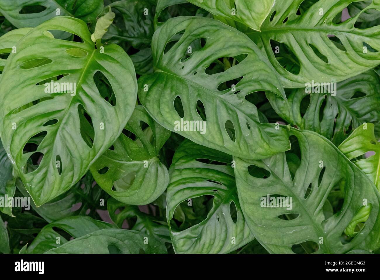 botanik, Blätter der Monstera Monkey Mask, Monstera obliqua 'Monkey Mask', ZUR GRUSSKARTEN-/POSTKARTENVERWENDUNG IN KEIMREDE.C ES KÖNNEN BESTIMMTE EINSCHRÄNKUNGEN GELTEN Stockfoto