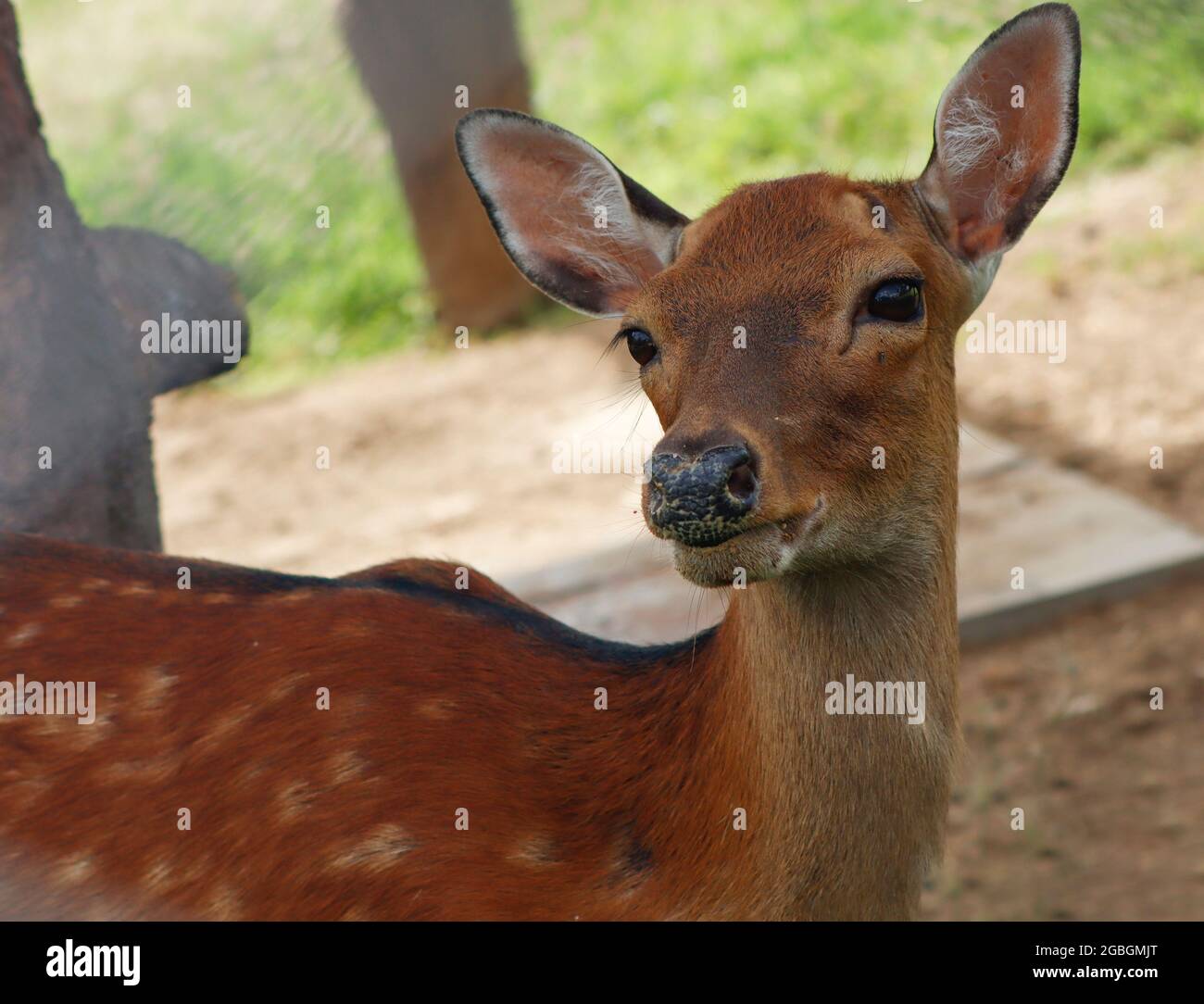 Schönes Porträt des sika-Hirsches (Cervus nippon) Weibchen, auch bekannt als der getupfte Hirsch oder der japanische Hirsch. Stockfoto
