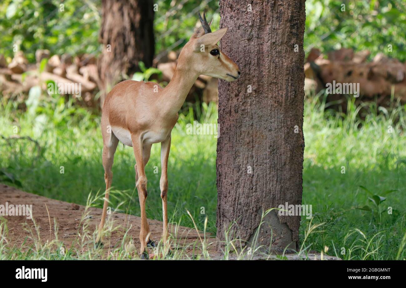 indische Gazzelle auch als Chinkara bekannt. Stockfoto