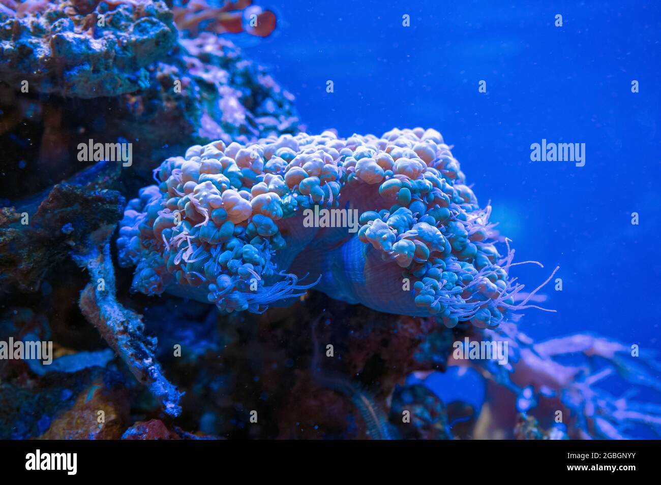 Unterwasser-Hintergrundansicht von Bubble Coral (Plerogyra sinuosa) Stockfoto
