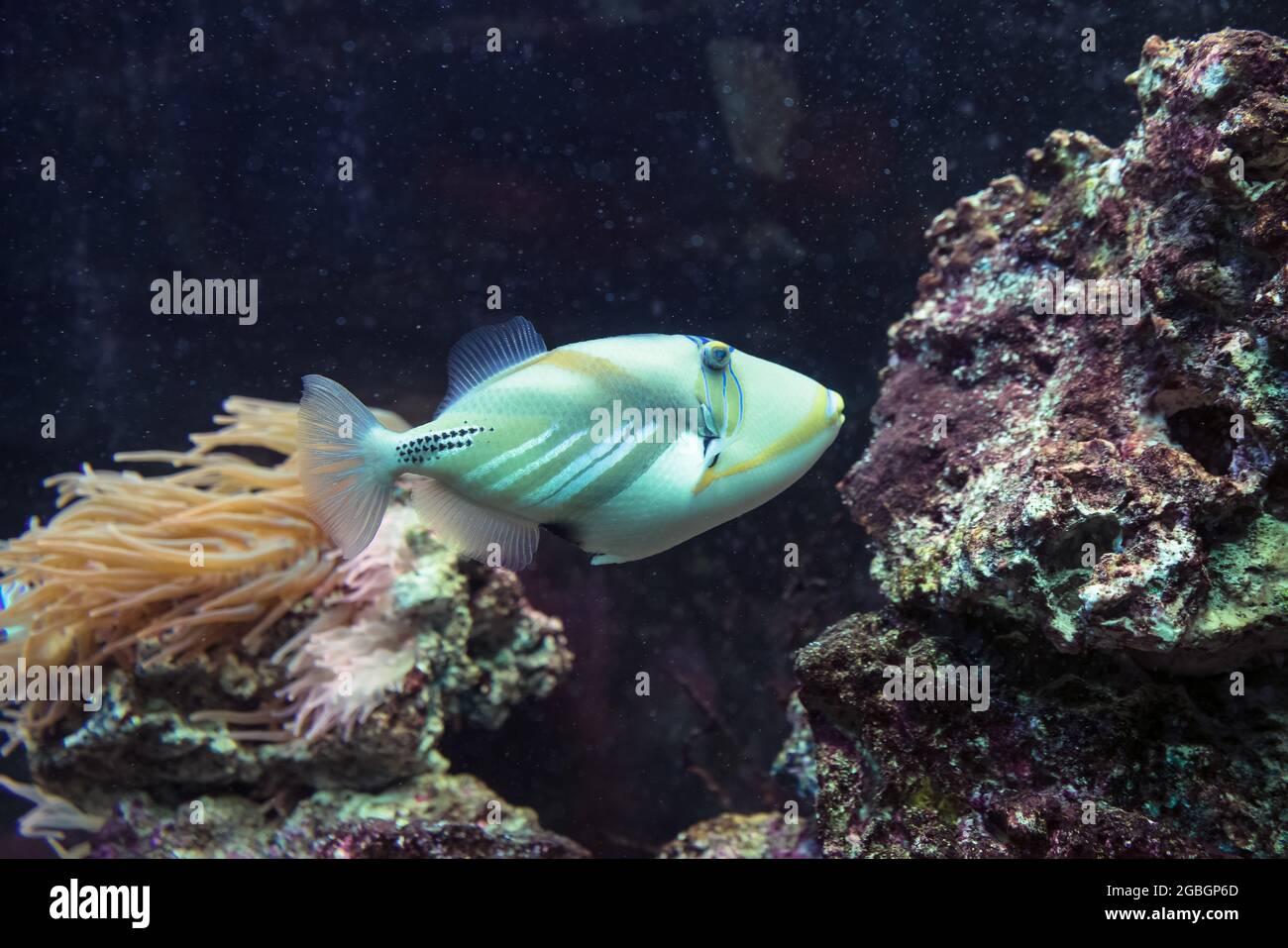 Lagunen-Triggerfisch (rhinecanthus aculeatus) mit Anemonen und Riff im Hintergrund Stockfoto