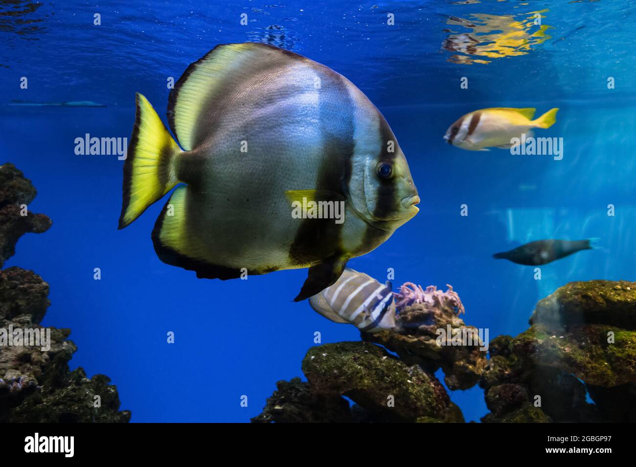 Nahaufnahme eines schwimmenden Orbicular Batfish (Platax orbicularis) Stockfoto