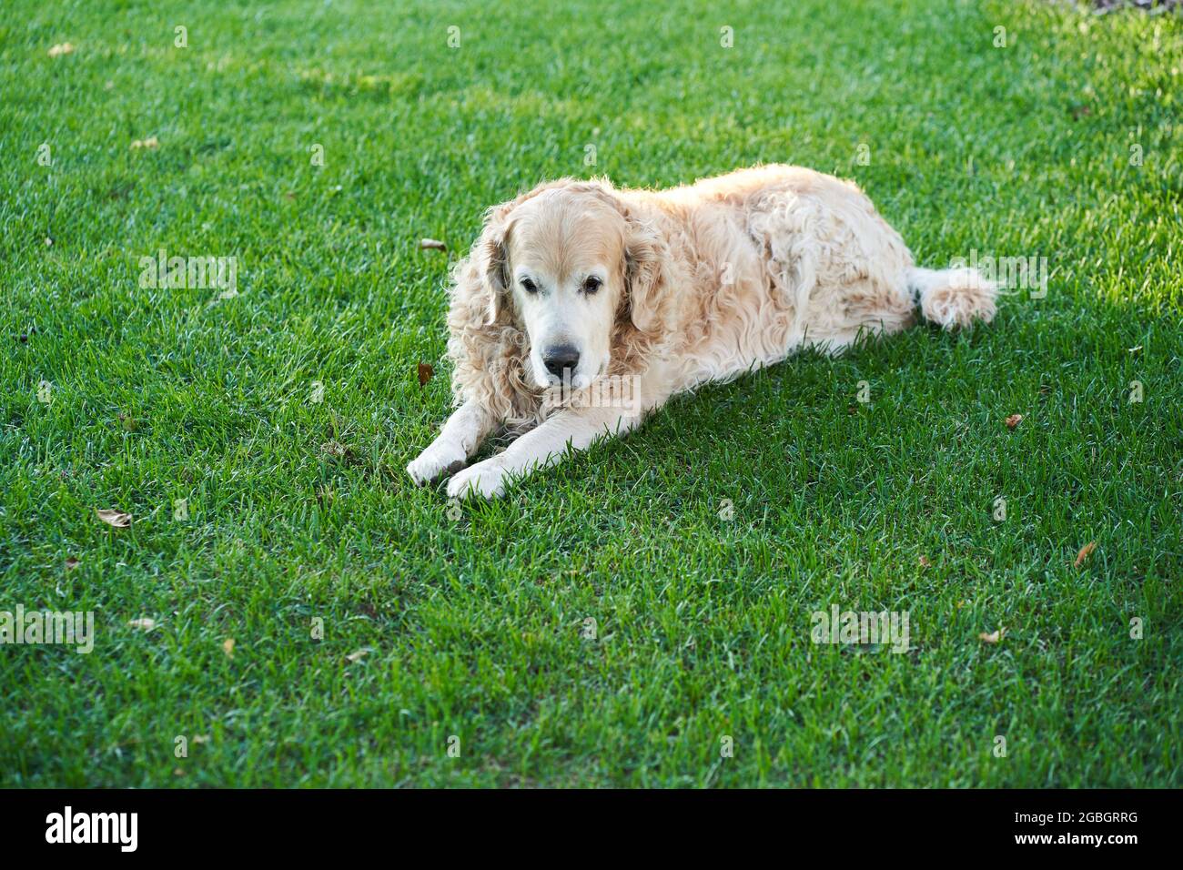 Ein reinrassiger Labrador Retriever-Hund mit lockigem Haar liegt auf einem flachen Rasen. Hochwertige Fotos Stockfoto