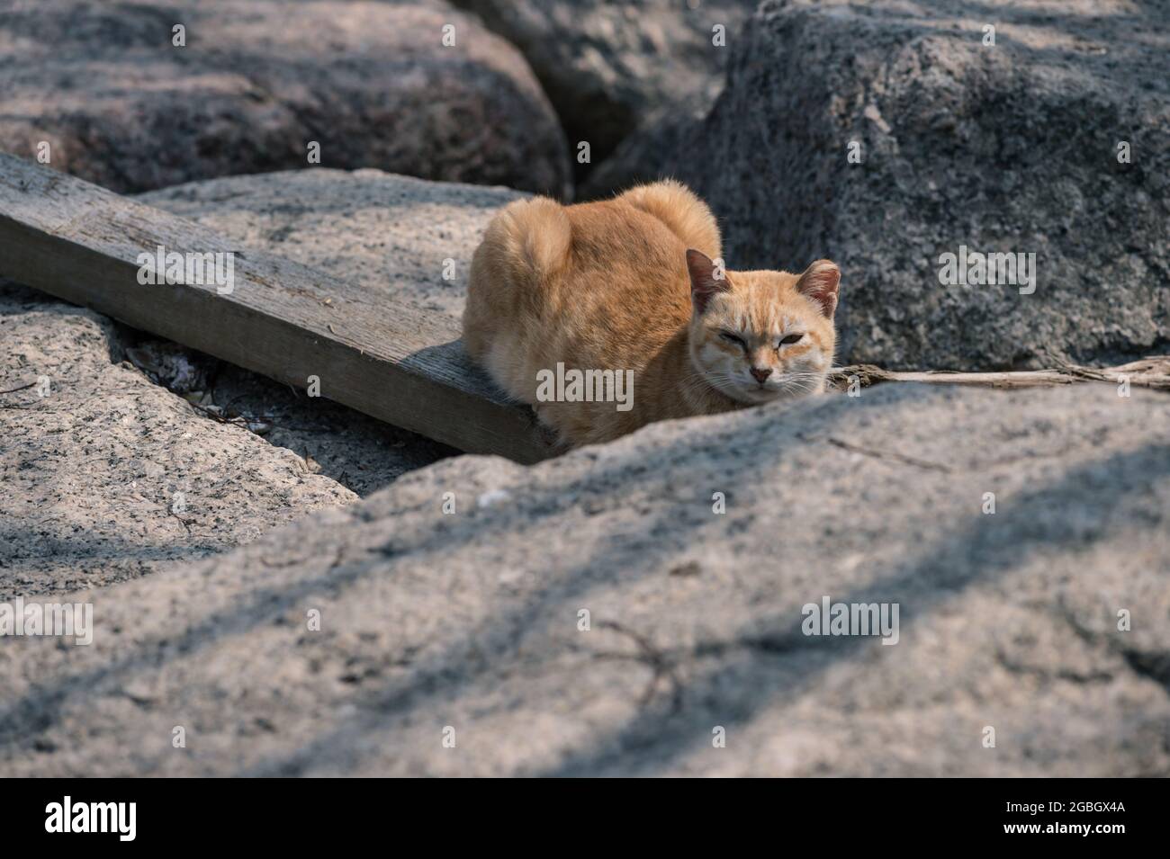 Katze und Stein Stockfoto