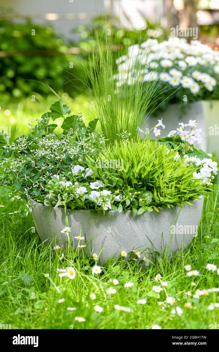 botanik, Pflanze Sommerschalen in weiß, Agyranthemum frutescens, ZUR GRUSSKARTEN-/POSTKARTENVERWENDUNG IN KEIMREDE.C ES KÖNNEN EINSCHRÄNKUNGEN GELTEN Stockfoto