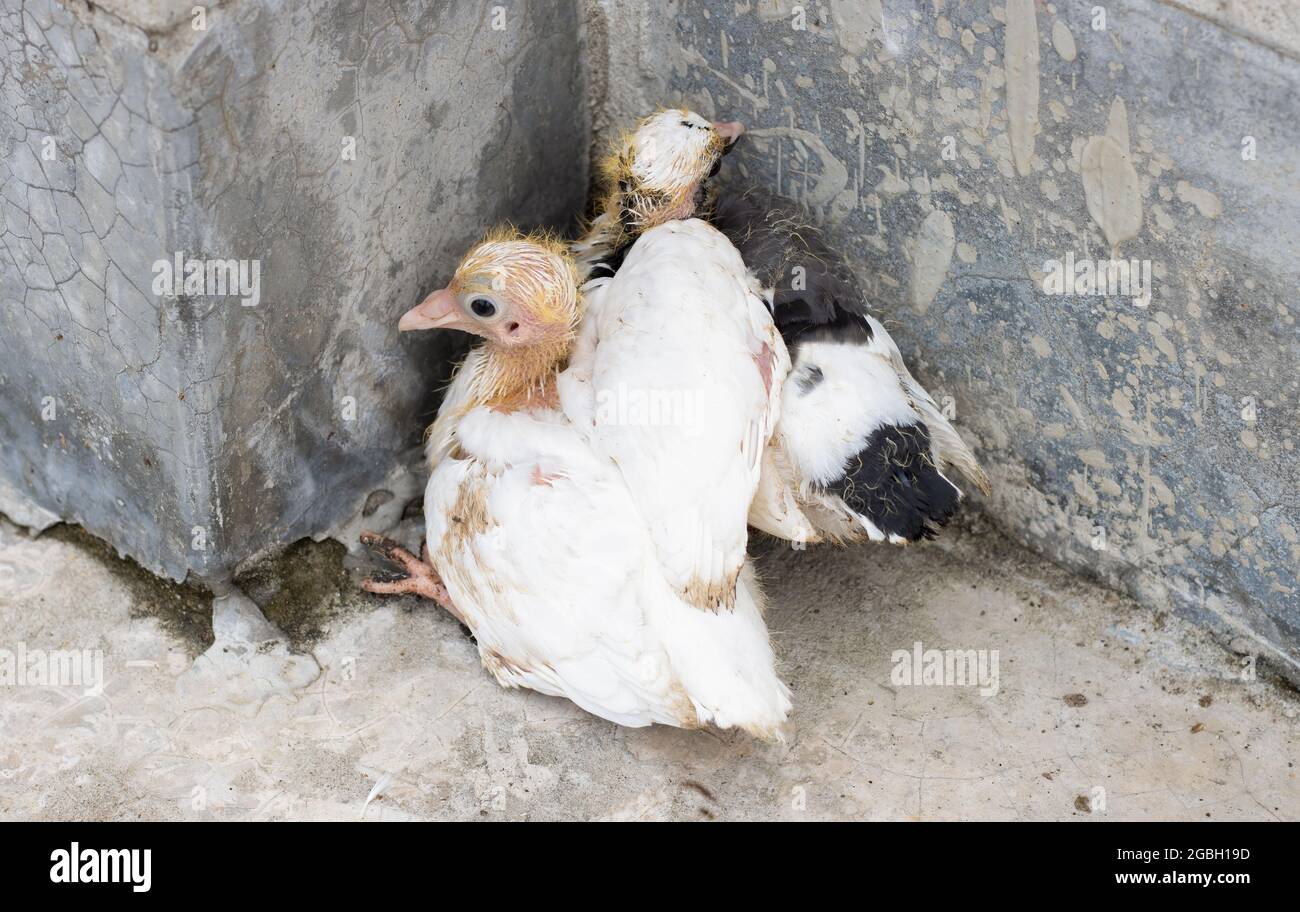 Ein Paar Babytauben aus der Nähe auf dem Dach Stockfoto