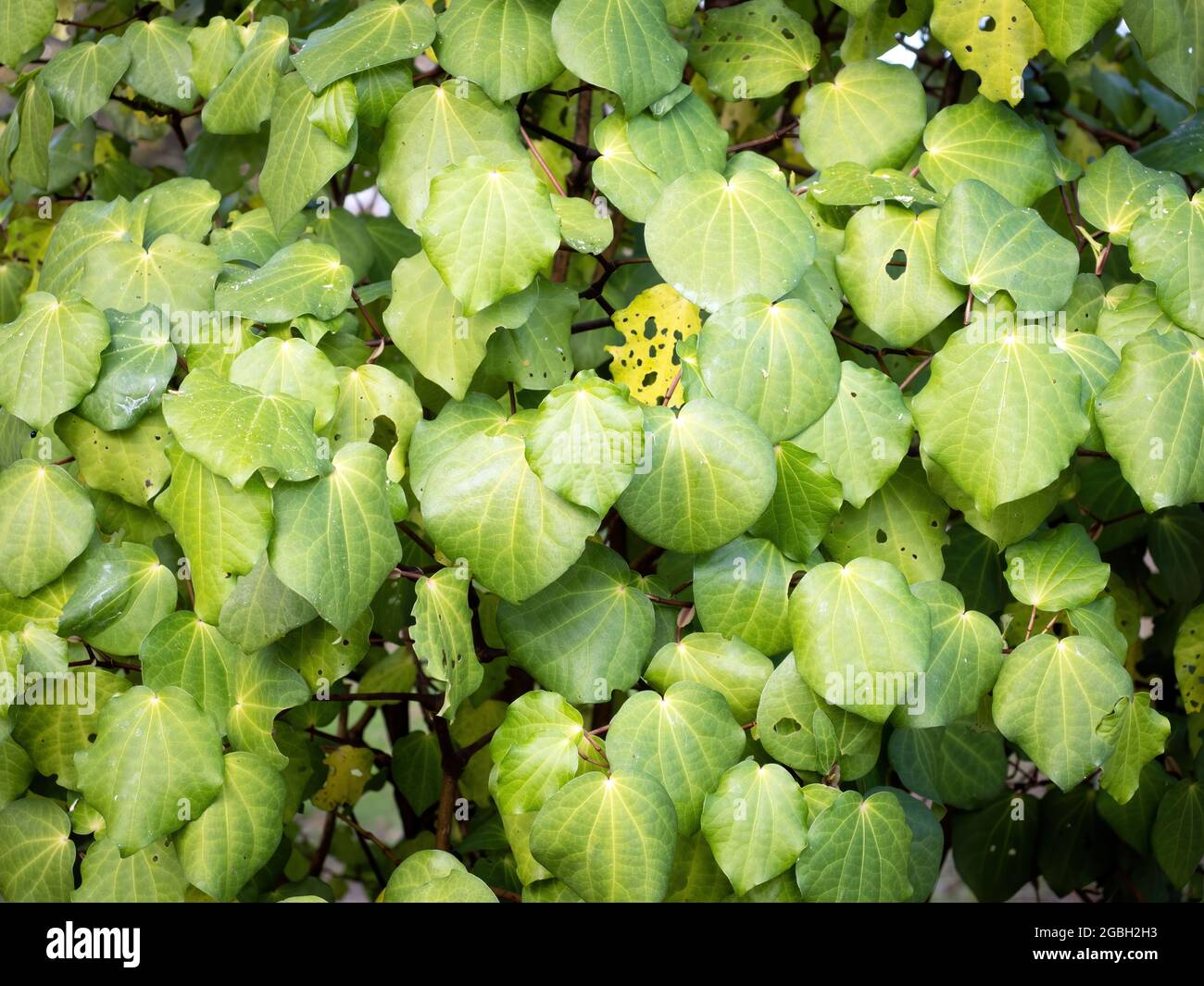 Makropiper excelsum (kawakawa)-Pflanze Stockfoto