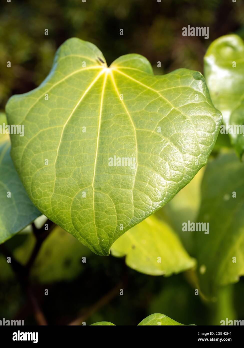 Makropiper excelsum (kawakawa)-Pflanze Stockfoto