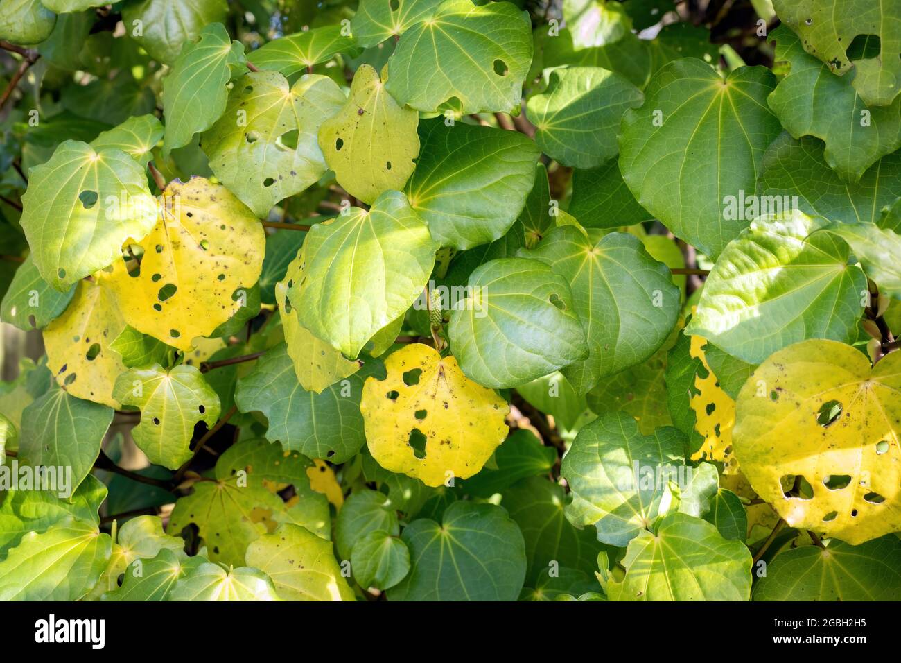 Makropiper excelsum (kawakawa)-Pflanze Stockfoto