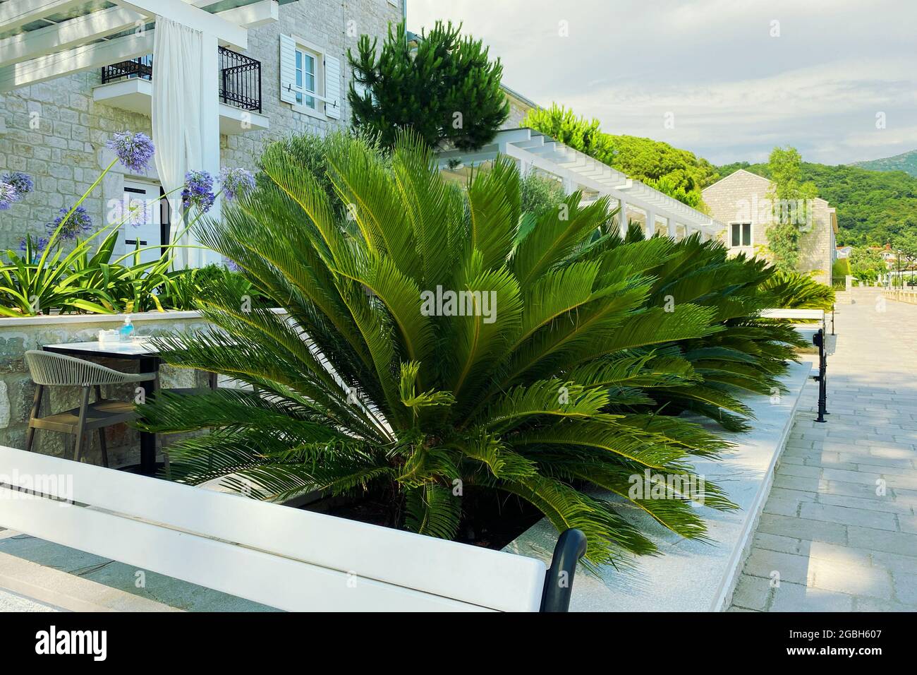 Cycas Revoluta. Üppig grüne Palmenblätter an sonnigen Tagen. Erholung, Urlaub und Reisen an der Küste. Grüne Palme an der Küste. Stockfoto