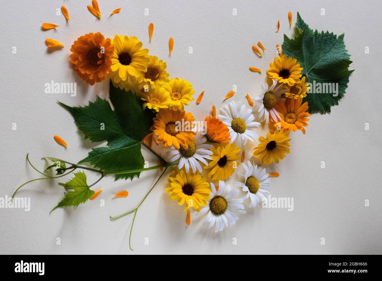Sommer helle Blüten mit grünem Blatt in Form von Buchstabe V. Medizinische Kräuter. Stockfoto