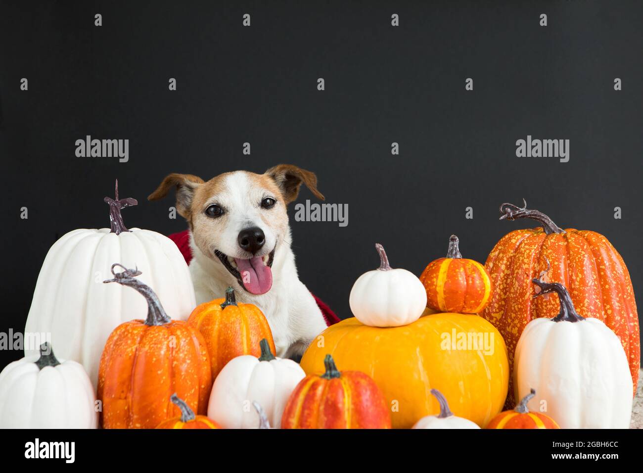Entzückender Hund, der am Halloween-Tag inmitten verschiedener Kürbisse vor schwarzem Hintergrund sitzt Stockfoto