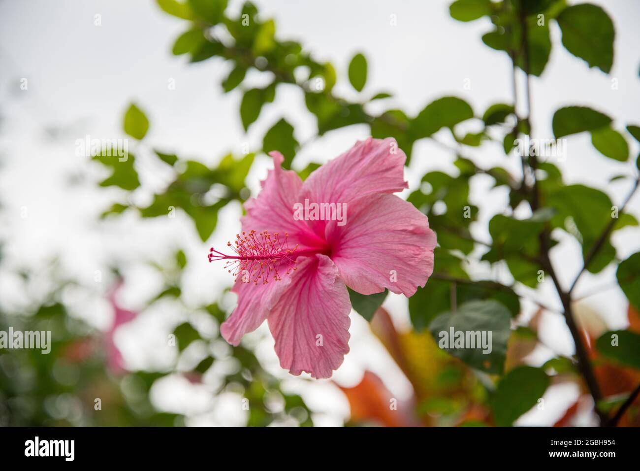 botanik, Hibiskusblüte, Hibiscus rosa sinensis, ZUR GRUSSKARTEN-/POSTKARTENVERWENDUNG IN KEIMREDE.C ES KÖNNEN BESTIMMTE EINSCHRÄNKUNGEN GELTEN Stockfoto