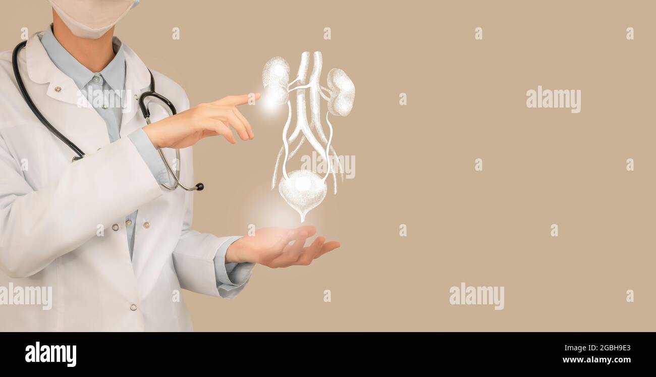 Ärztin mit virtuellen Nieren und Blase in der Hand. Handgezeichnetes menschliches Organ, Kopierraum auf der rechten Seite, beige Farbe. Gesundheitswesen Krankenhaus Service c Stockfoto
